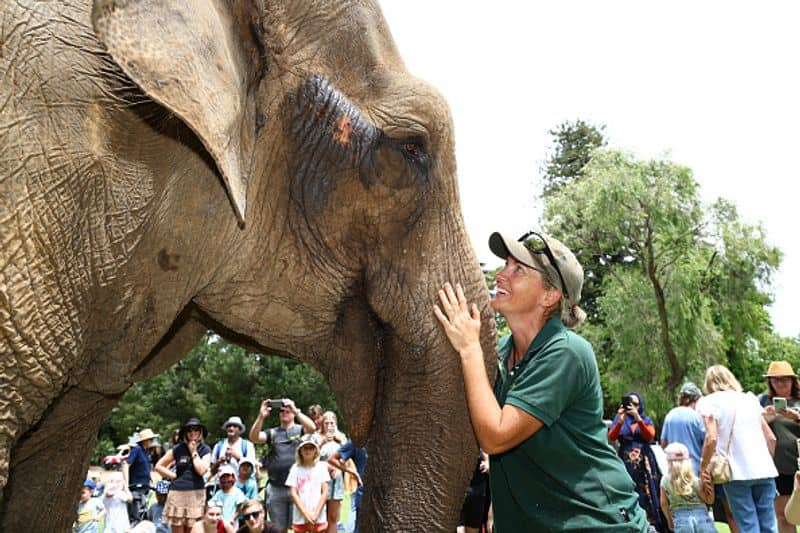 world s oldest elephant Tricia died 