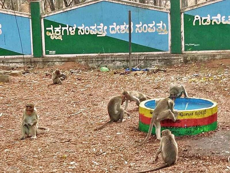 Monkey Park Worth 2 Cr May Come Up Near Chamundi Hills