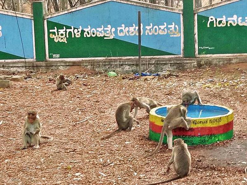 Monkey Park Worth 2 Cr May Come Up Near Chamundi Hills