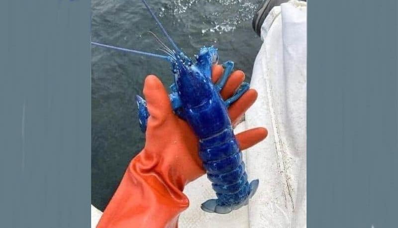 Fisherman catches very rare blue lobster akb