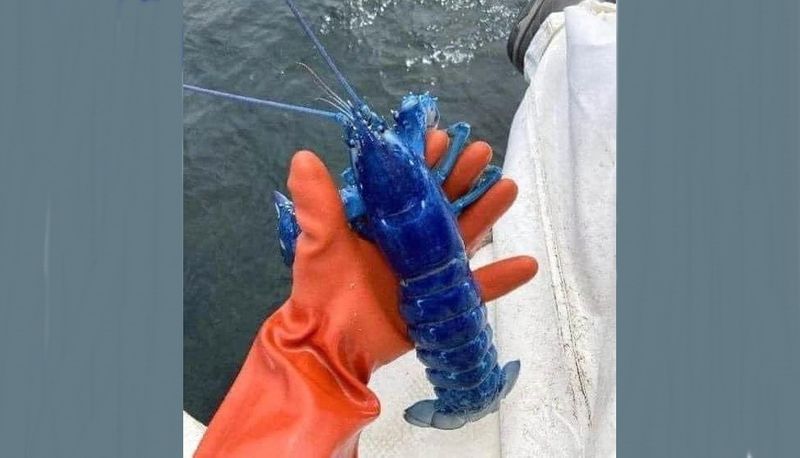 Fisherman catches very rare blue lobster akb