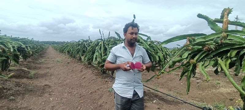 Farmers Growing red dragon fruit In Vijayapura rbj