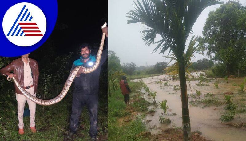 twelve feet python rescued at shivamogga district gvd