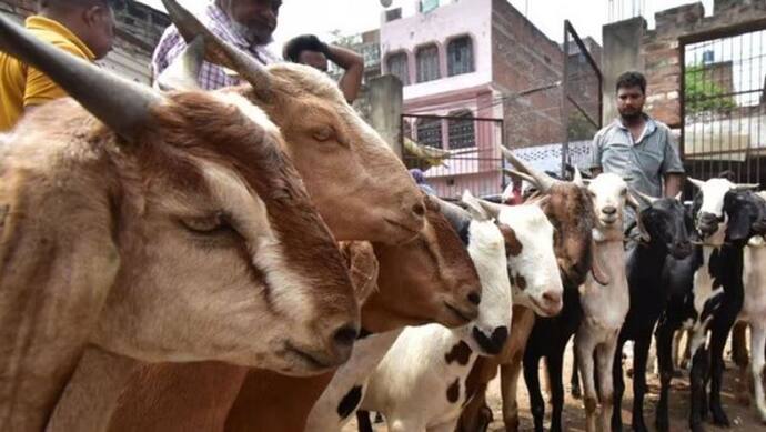 प्रयागराज: बकरीद से पहले असुरक्षित हुए बकरे, लूट ली गई कुर्बानी के लिए जा रहे बकरों की वैन