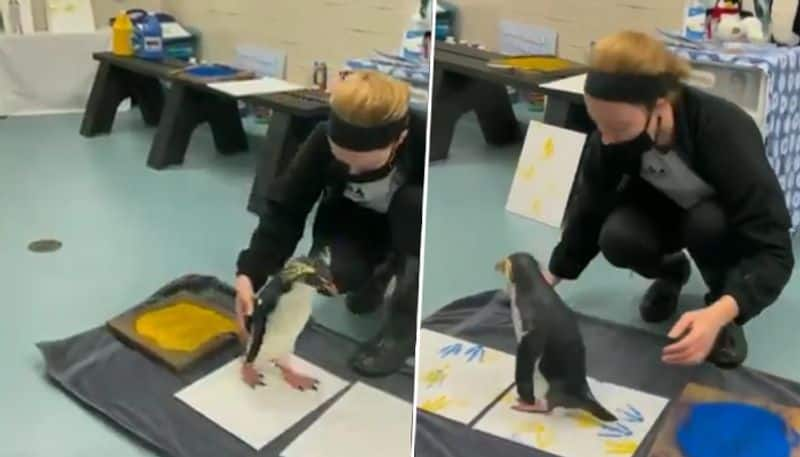 Watch: Penguin paints with its feet; cute artwork earns fans on social media - gps