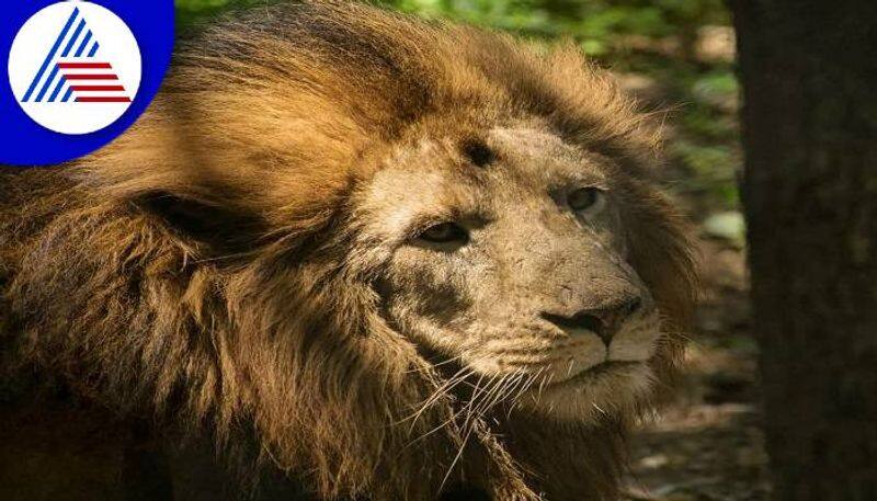 Lion Dies at Tiger and Lion Safari in Tavarekoppa in Shivamogga grg