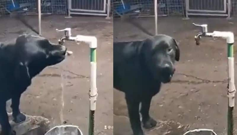 dog turns off tap after drinking water 