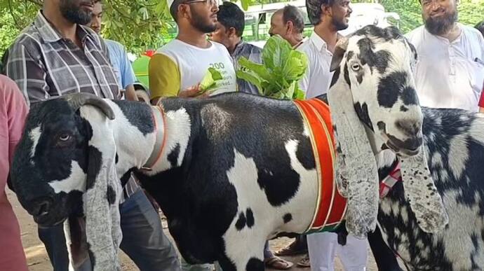  बकरीद पर झारखंड में मिल रहे शाहरुख और फारुख नाम के अनोखे बकरे, हर कोई लगा रहा बोली-इतनी कीमत