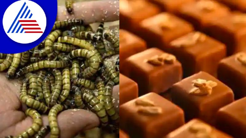 South African Chemical Engineer Turning Insects Into Snacks Vin