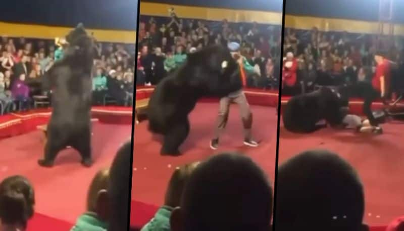 SHOCKING video: Bear attacks trainer on stage during circus - gps