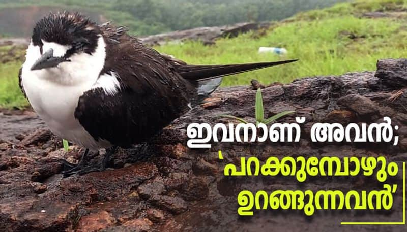 Sooty Tern identified in kerala by Sabari janaki