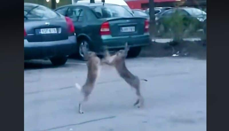 Viral video: Hares exchange punches in middle of road; netizens amused-tgy