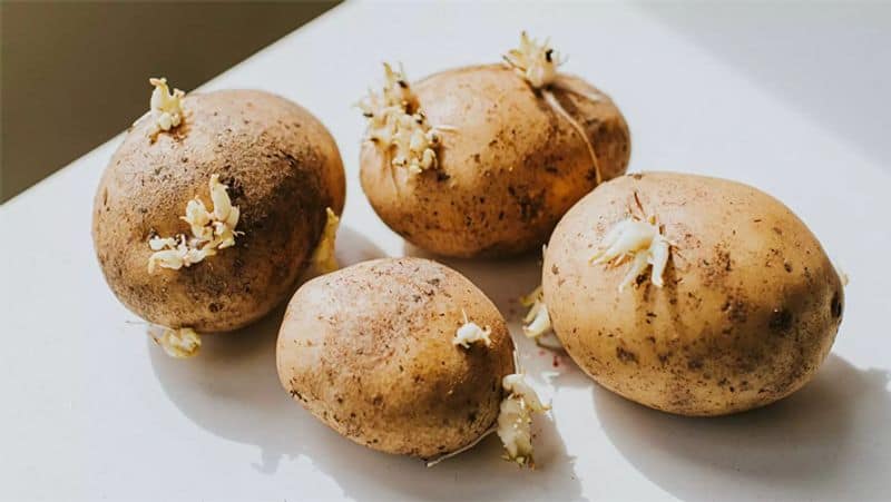 Kitchen tips to protect potato from sprouting 