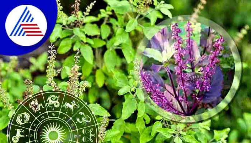 which is the right direction to plant tulsi in home to have prosperity