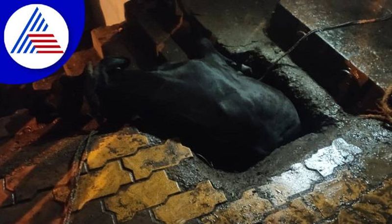 Cow Fell In to the Drain in Hubballi grg