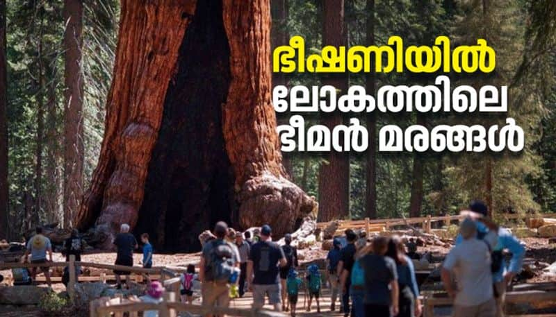 California fire threatening giant sequoias