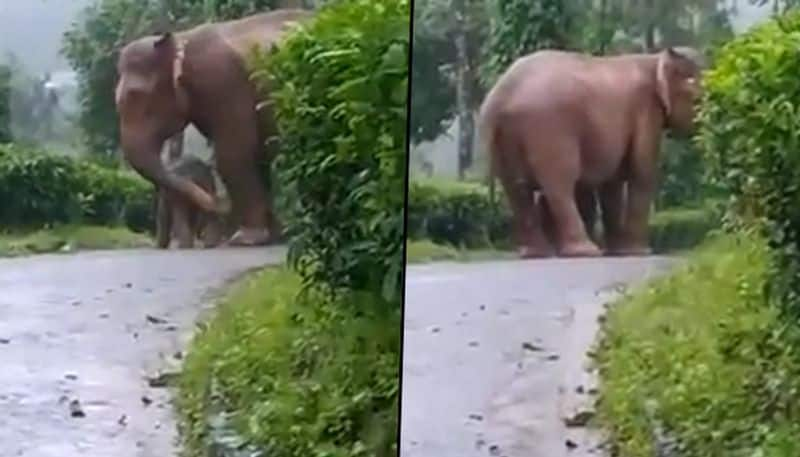 Mother elephant protects her calf against rain; netizens praised mother's love - gps