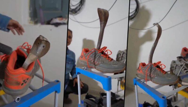 Snake hide inside shoe rescued by trained personnel; scary video goes viral - gps