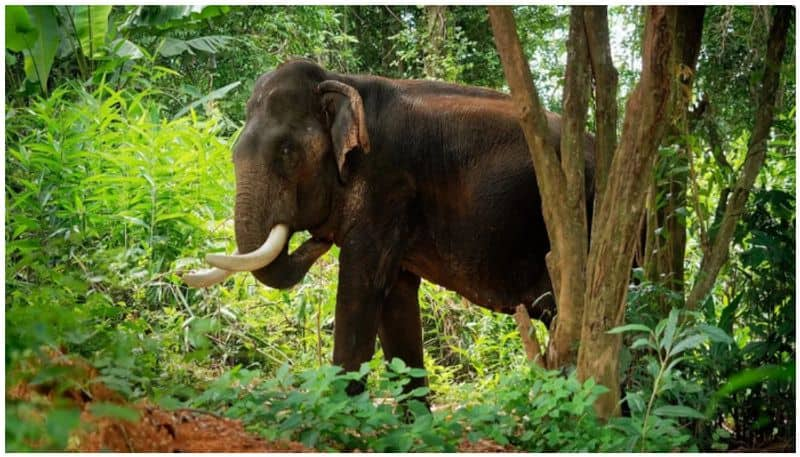 Elephant Enter School Campus in Chamarajanagara grg