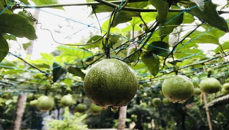 passion fruit in yard calicut news 