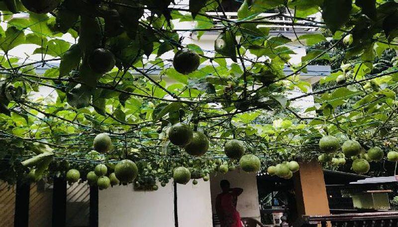 passion fruit in yard calicut news 