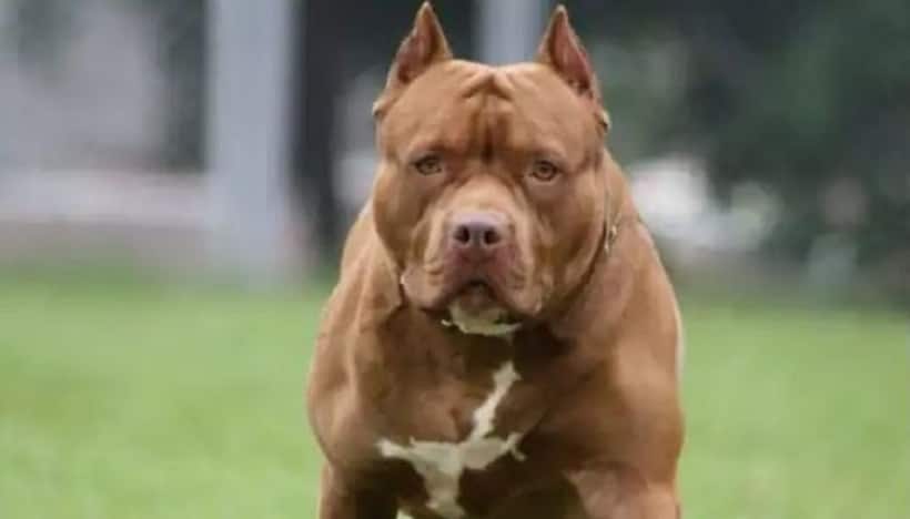 Retired armyman kills Pitbull in self defence after it attacked 12 villagers in Punjab's Gurdaspur