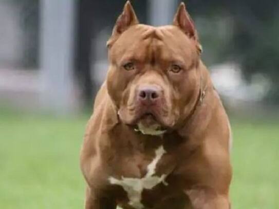 Pitbull accidentally shoots owner while he sleeps next to girlfriend in telugu