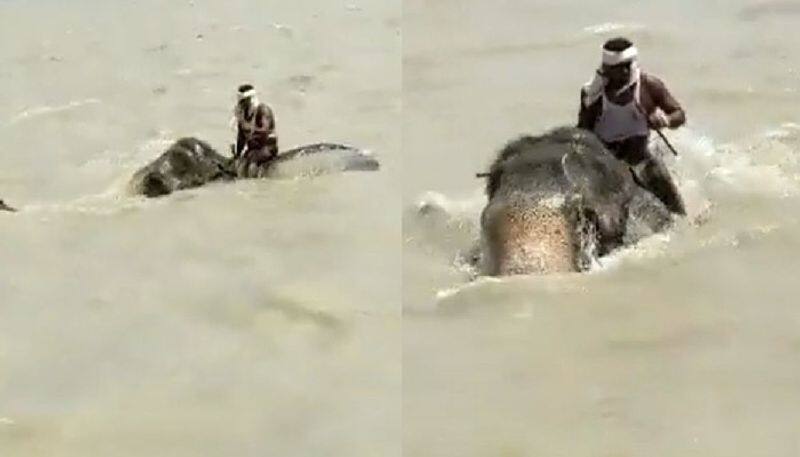 Elephant Video Elephant And Mahout Cross Swollen Ganga River In Bihar's Vaishali