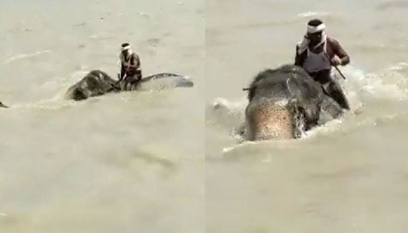 Elephant Video: మ‌వాటి న‌మ్మ‌కాన్ని నిల‌బెట్టిన గ‌జ‌రాజు.. ప్రాణాలకు తెగించి.. గంగాన‌దిని దాటింది.. 