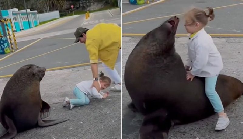 sea lion attacks girl while parents shoot video 