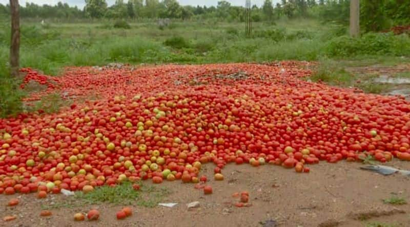 Heavy rain affected On tomato price Fell Down in Kolar rbj