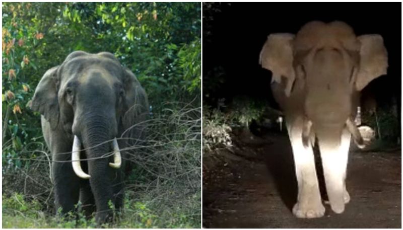 wild elephant attack increase in wayanad 