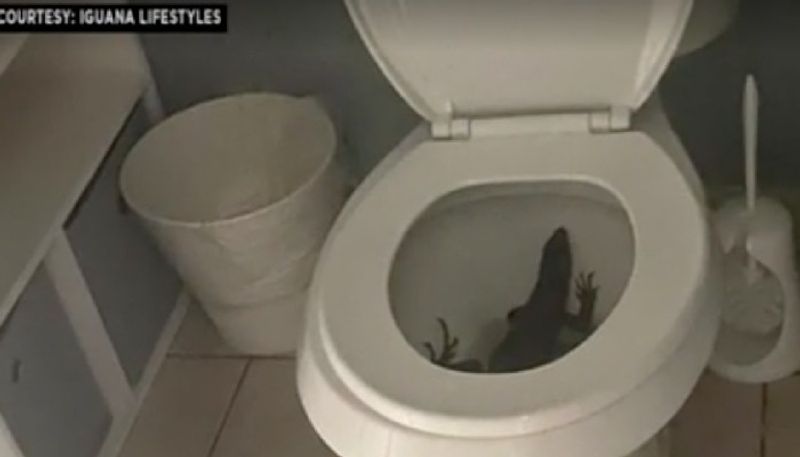 iguana spotted inside toilet in florida 