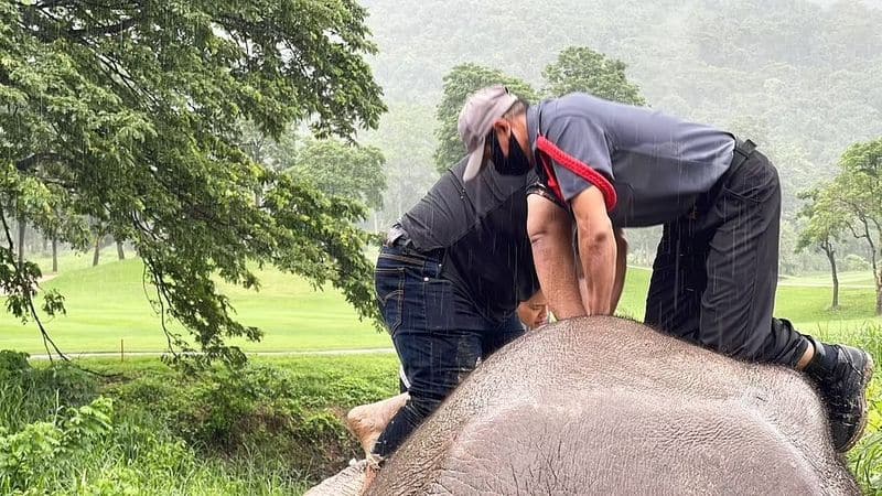 mother elephant as she faints during baby rescue from high drain