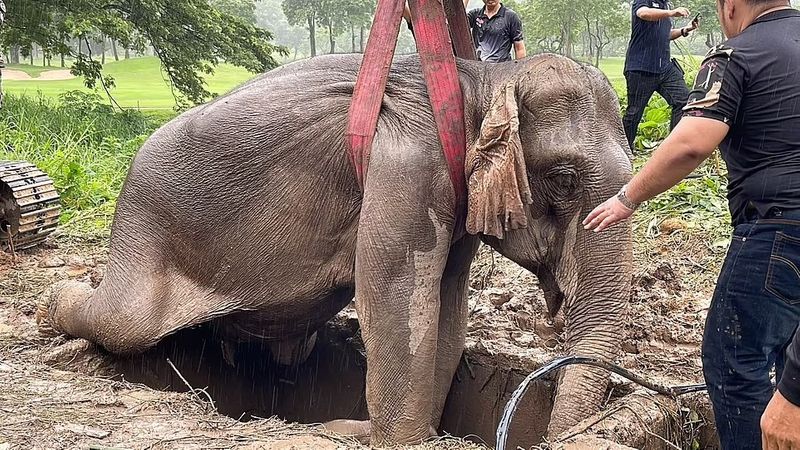 mother elephant as she faints during baby rescue from high drain