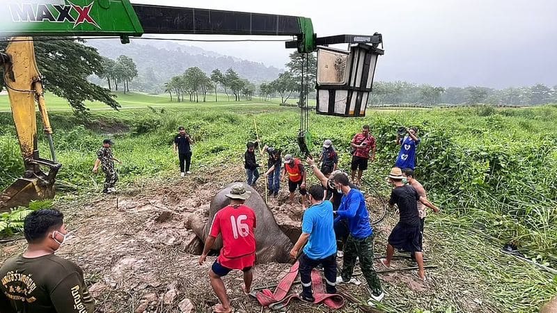 mother elephant as she faints during baby rescue from high drain