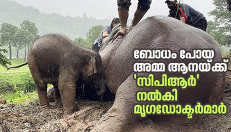 veterinary doctors give cpr to an elephant and saved her life