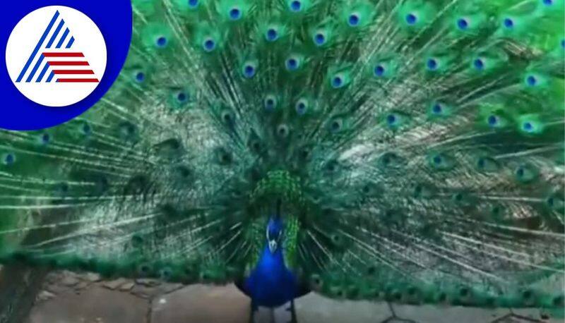 try these trick of peacock feathers in 2023 for money skr