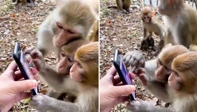 Watch: Monkeys use smartphone like humans; netizens can't stop their laugh