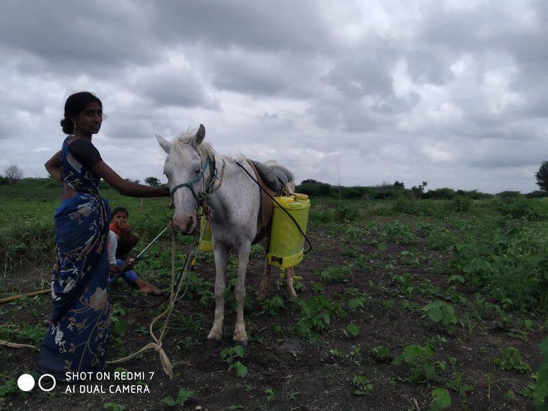 disability farmer Farming with Horse at kundagol rbj