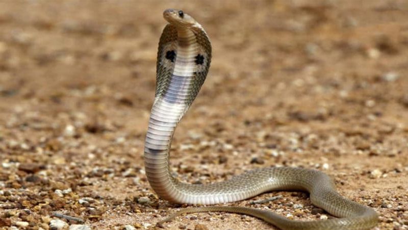 Snakes at the Site of the Building Collapse in Dharwad grg