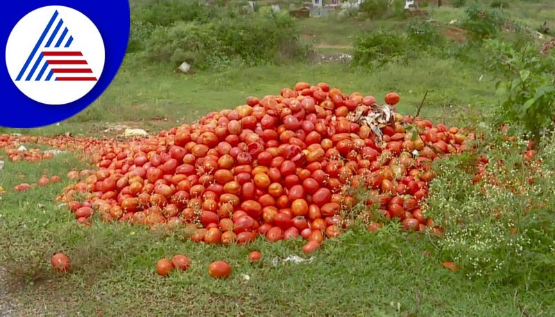 Kolar No proper rate for tomato crop farmer hard work no gain akb