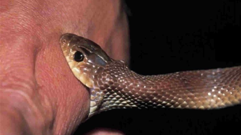 National Human Rights Commission issued notice to the Bihar government over the death of a snake bite victim