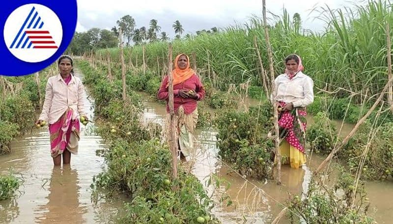 Thousands of Hectares of Crops Flooded at Shirahatti in Gadag grg