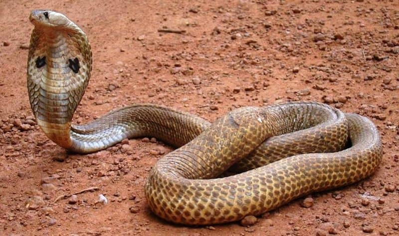 Family attempts to smoke out cobra snake found in home fire breaks out and house turn into ashes etj