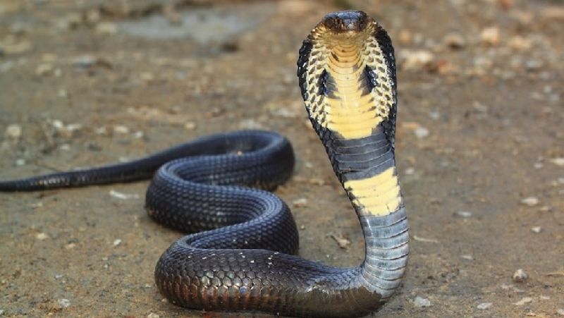 Coorg: Snake Gagan rescues 12 feet King Cobra; releases it into the forest vkp