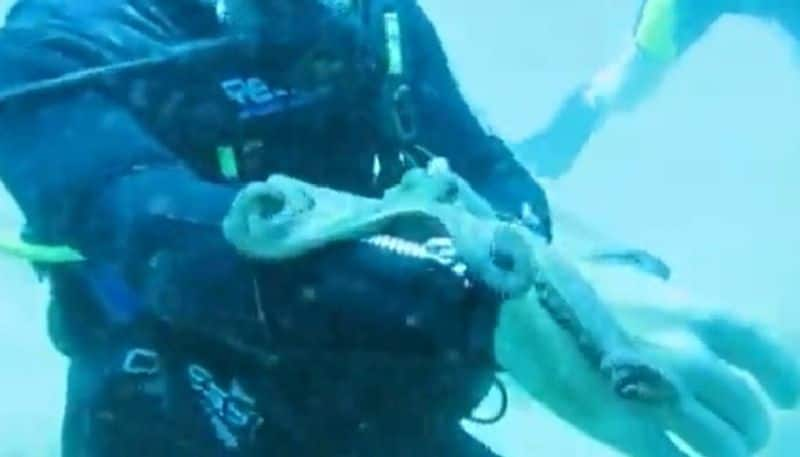 octopus playing with scuba diver 