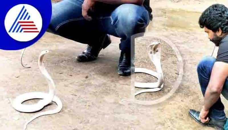 Unique White snake found in Shivamooga on international snake day rav