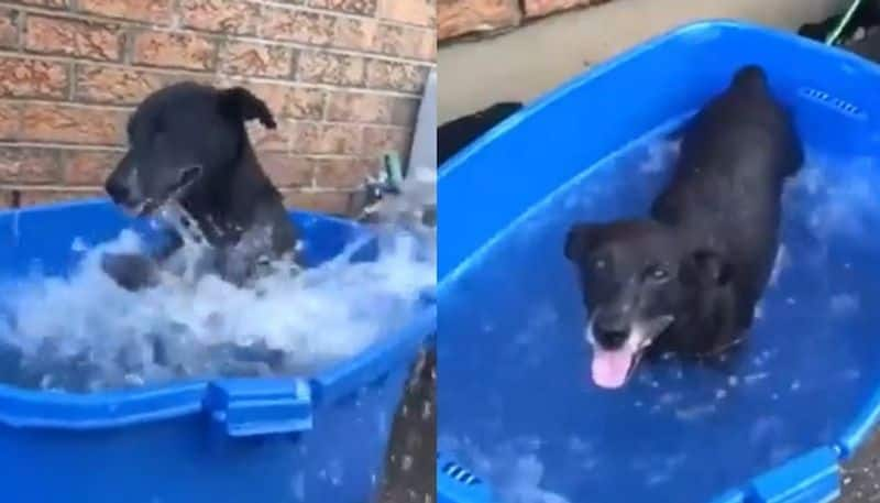 dog takes bath in tub video goes viral 