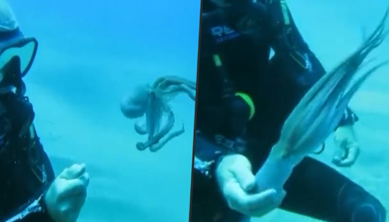 Adorable video of tiny Octopus playing with scuba diver goes viral - gps